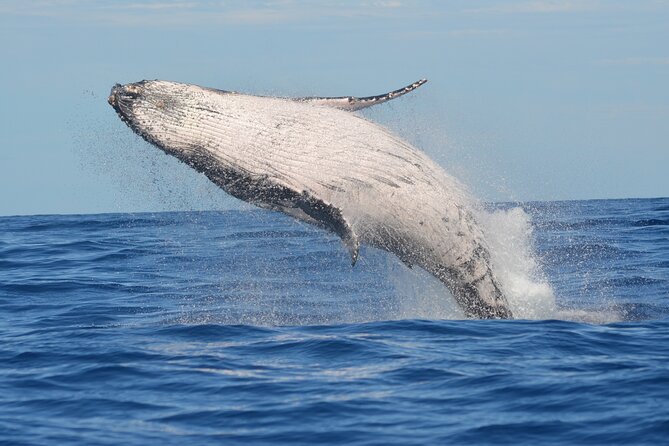 1.5-Hour Guided Whale Watching Tour - 6 Key Reasons This Tour Works So Well