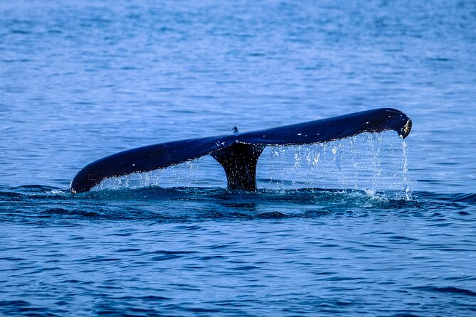 1.5-Hour Guided Whale Watching Tour - The Boat Setup: Better Views and a Fun, Safety-First Ride
