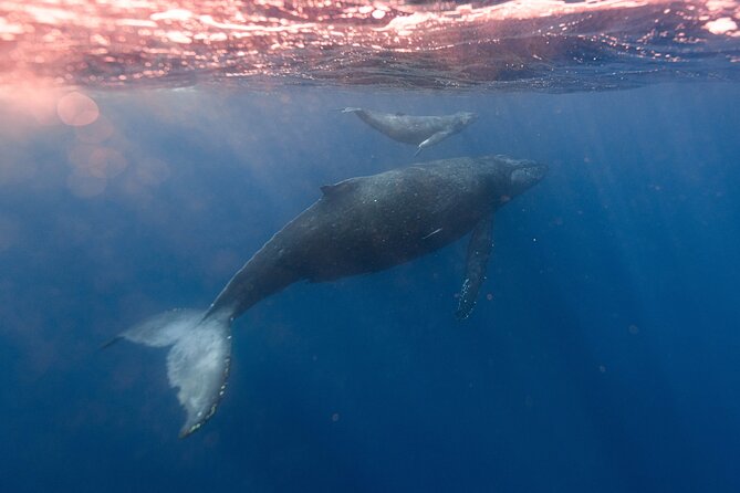 1.5-Hour Guided Whale Watching Tour - Comfort and Sea Sickness: Simple Moves That Help