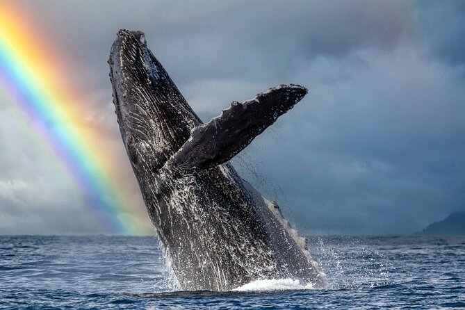 1.5 Hour Waikiki Whale Watching with E Sea Diver (Shuttle Option) - Key highlights you’ll care about