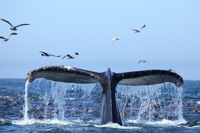 1.5 Hour Waikiki Whale Watching with E Sea Diver (Shuttle Option) - Why this 1.5-hour Honolulu whale watch fits real vacation days