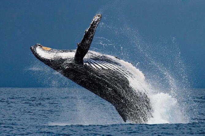 1.5 Hour Waikiki Whale Watching with E Sea Diver (Shuttle Option) - What happens on the water: how the crew helps you spot humpbacks