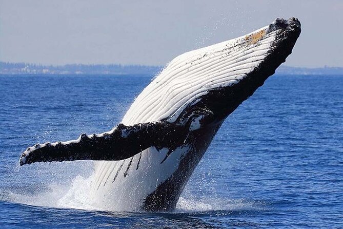 1.5 Hour Waikiki Whale Watching with E Sea Diver (Shuttle Option) - Included onboard comforts: snacks, binoculars, and the small stuff that helps