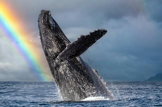 1.5 Hour Waikiki Whale Watching with E Sea Diver (Shuttle Option) - The reality check: humpback season and what to do on a no-whale day