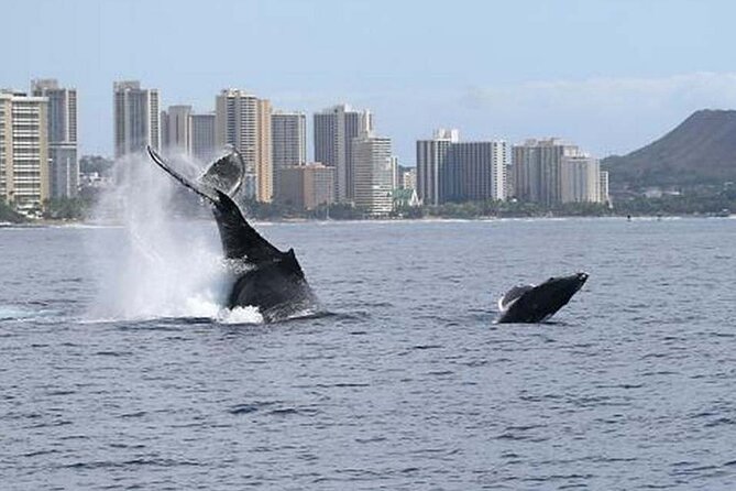 1.5 Hour Waikiki Whale Watching with E Sea Diver (Shuttle Option) - Value, crowd size, and who this cruise is best for
