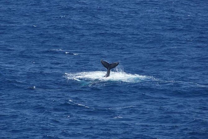1.5 Hour Waikiki Whale Watching with E Sea Diver (Shuttle Option) - Should you book E Sea Diver’s whale watching cruise?