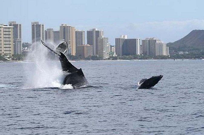 1.5 Hour Waikiki Whale Watching with E Sea Diver (Shuttle Option) - FAQ