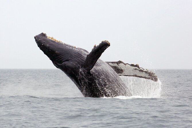 1.5 Hour Waikiki Whale Watching with E Sea Diver (Shuttle Option) - Pier E, the shuttle option, and how boarding actually works