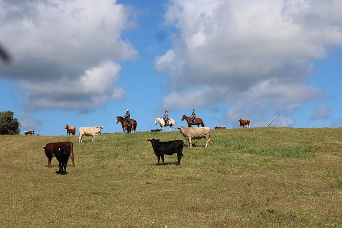 1 Hour Scenic Horseback Ride - The trail itself: open pastures, ocean views, and quiet control