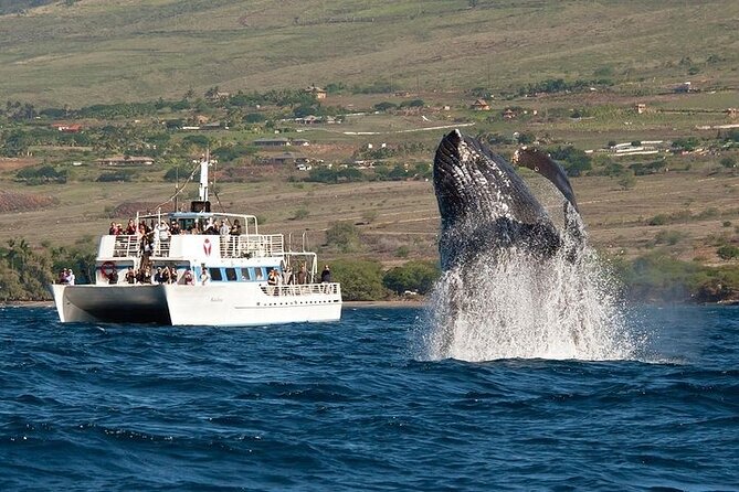 2-Hour Oahu Whale Watch from Ala Wai Harbor, Waikiki - 5 Things I’d Plan Around on This Waikiki Whale Watch