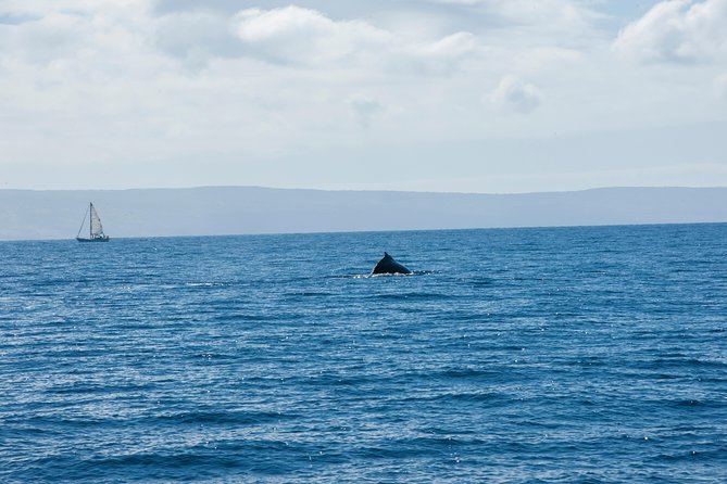 2-Hour Oahu Whale Watch from Ala Wai Harbor, Waikiki - The Hydrophone: Why This Tour Teaches Without Lecturing