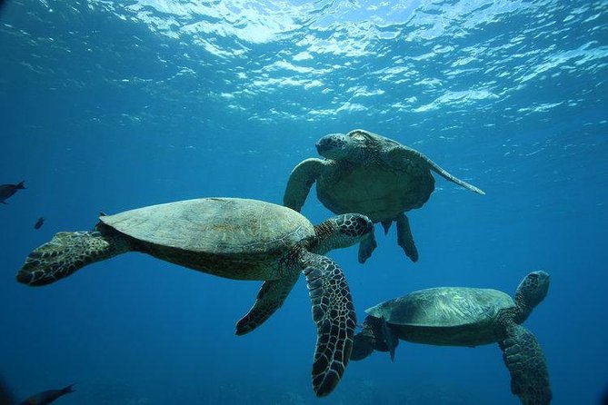 9am Turtle Canyon Snorkel Adventure - Quick hits before you go