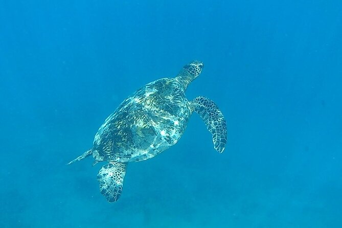 9am Turtle Canyon Snorkel Adventure - Price and value: why $84.77 often feels fair here