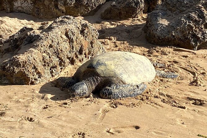 Beaches, Food & Aloha: Private Oahu Tour - Key things that make this tour click