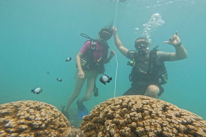 Beginner Scuba Diving Experience with Video Package in Honolulu - Price and value: $77 for gear, coaching, and video
