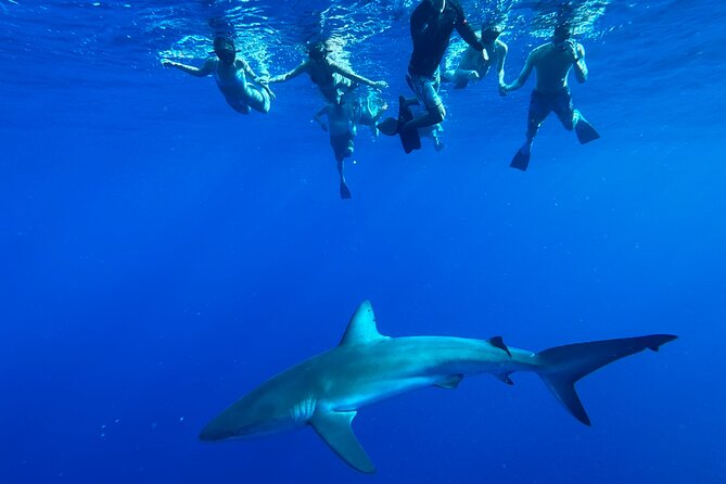 Cage-Free Shark Swim from Oahu - Where you start in Haleiwa (and why that matters)
