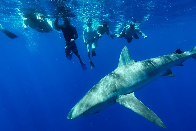 Cage-Free Shark Swim from Oahu - Getting on the boat: what the crew handles and what you should prep
