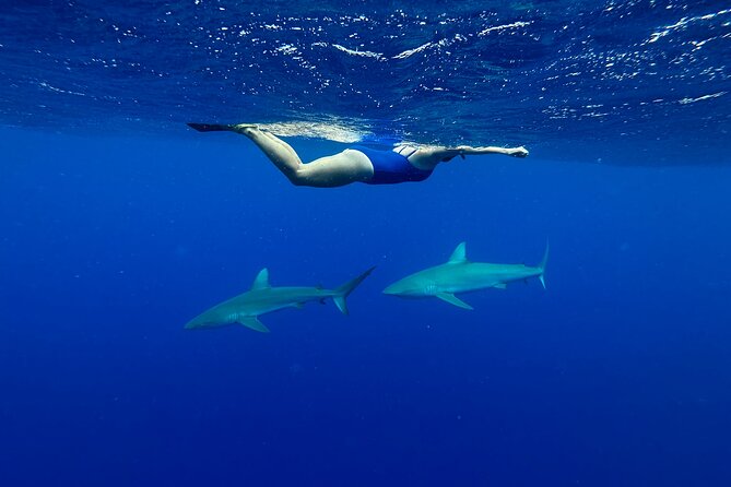 Cage-Free Shark Swim from Oahu - Out to the North Shore: what the ride is like