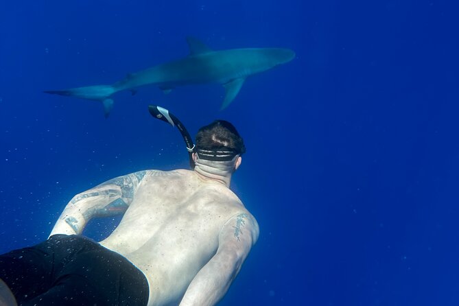 Cage-Free Shark Swim from Oahu - Entering the water: how the cage-free rules keep things safe