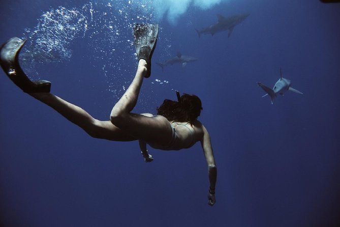 Cage-Free Shark Swim from Oahu - The shark swim itself: what happens during your in-water half hour