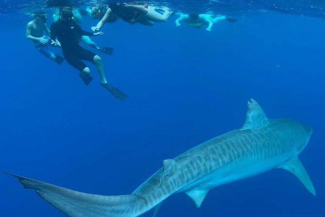 Cage-Free Shark Swim from Oahu - Photos and videos: included, and they help you enjoy the swim