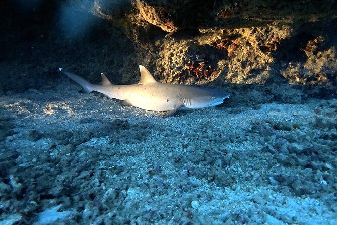 Certified Diver: 2-Tank Deep Wreck and Shallow Reef Dive Off Oahu - Your crew matters: captains and guides you may meet