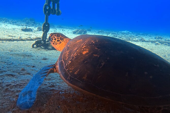 Certified Diver: 2-Tank Deep Wreck and Shallow Reef Dive Off Oahu - Timing, rules, and the small “please don’t forget” items