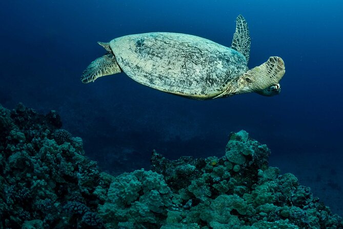 Certified Diver: 2-Tank Night Dive - Night scuba timing on Oahu: 5:30 pm start, sunset surface interval, and 3 hours total