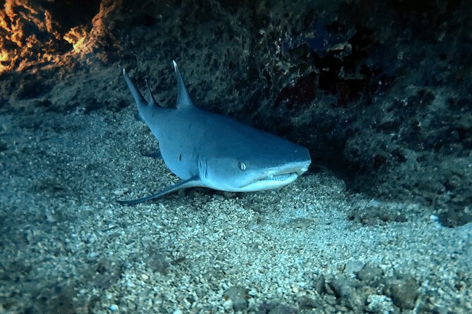 Certified Diver: 2-Tank Night Dive - Add-ons that can level up your night (and when they’re worth it)