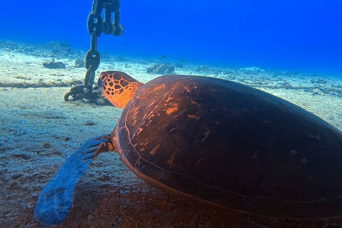 Certified Diver: 2-Tank Night Dive - Group size and vibe: controlled, friendly, and sometimes surprisingly small