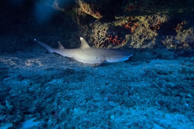 Certified Diver: 2-Tank Night Dive - What you actually see: wreck and pipe stops after the lights go out