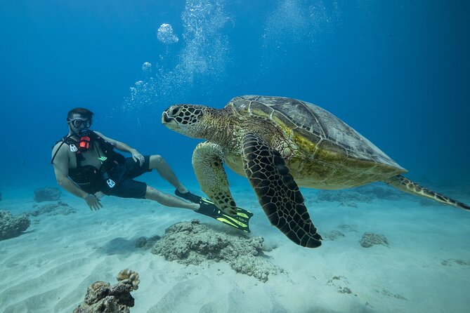 Certified Diver: 2-Tank Shallow Reef Dives off Oahu - Key highlights that matter on this 2-tank reef day
