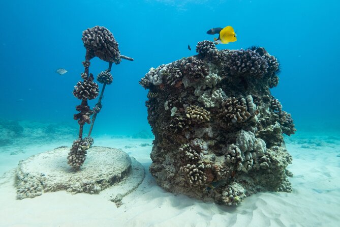 Certified Diver: 2-Tank Shallow Reef Dives off Oahu - What you’ll likely see: turtles, rays, eels, sharks, and more