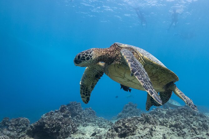 Certified Diver: 2-Tank Shallow Reef Dives off Oahu - The boat ride reality: choppy water, seasickness, and staying warm