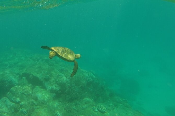 Clear Bottom Kayak - Guaranteed to see Turtles! - Entering the Water: Haleiwa Check-In and Gear That Sets the Tone