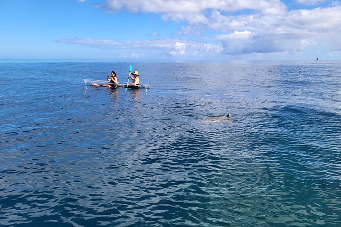 Clear Bottom Kayak - Guaranteed to see Turtles! - Small-Group Pacing and Guide Care (Yes, It Matters)
