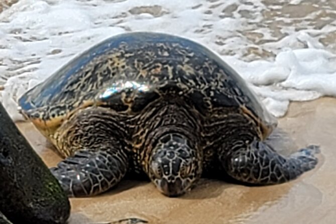 Cruise Ship with Direct "Pier Pick Up" All Fee's Included - The Big Idea: See Oahu Without Driving