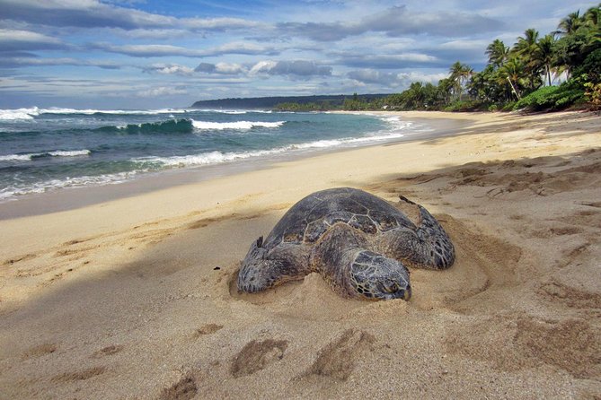 Custom Island Tour - for 4 to 5 people - up to 8 hours - Private tour of Oahu - Waikiki Pickup at 8:30am: Starting Early Without Losing the Day