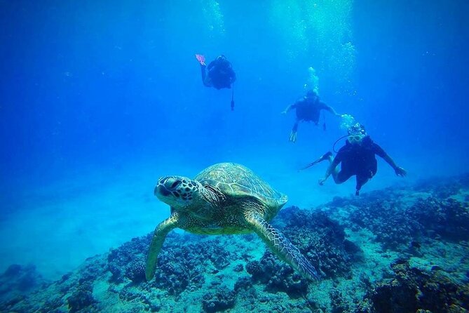 DISCOVER Scuba Diving Experience in Honolulu - Key highlights to know before you go