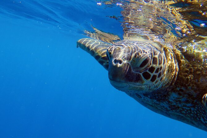 DISCOVER Scuba Diving Experience in Honolulu - The 1-on-1 skills session: what you’re actually learning