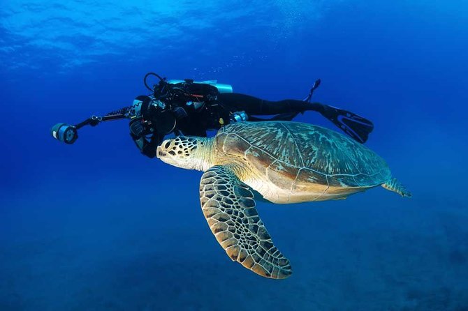 DISCOVER Scuba Diving Experience in Honolulu - Marine life you can hope for on Oahu’s reefs