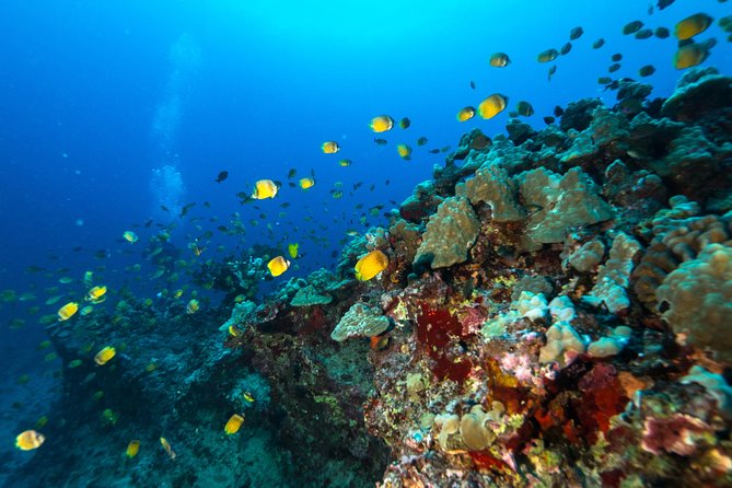 DISCOVER Scuba Diving Experience in Honolulu - Who this Honolulu intro scuba experience fits best