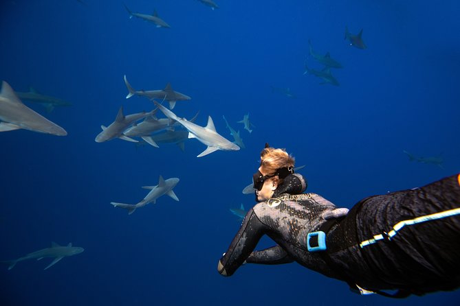 Dive with Sharks in Hawaii: Shark Tour from Haleiwa - From Haleiwa Harbor to the shark zone: the 2-hour rhythm