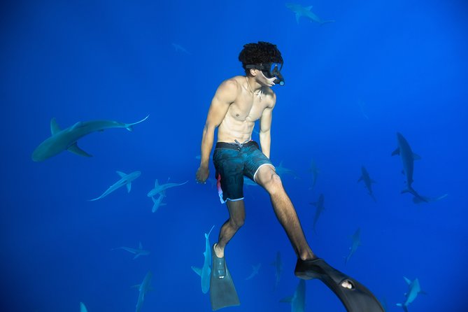 Dive with Sharks in Hawaii: Shark Tour from Haleiwa - Snorkeling gear included: what you’ll wear and what you should bring