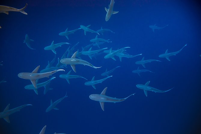 Dive with Sharks in Hawaii: Shark Tour from Haleiwa - What offshore looks like: sharks plus the rest of the food chain