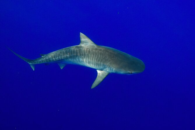 Dive with Sharks in Hawaii: Shark Tour from Haleiwa - The boat crew: how the team keeps things calm and safe
