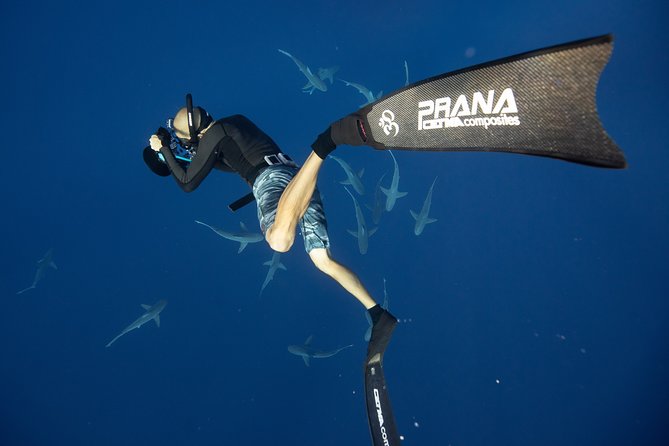 Dive with Sharks in Hawaii: Shark Tour from Haleiwa - Price and value: what $153.85 buys you (and what costs extra)