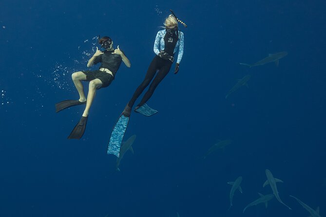 Dive with Sharks in Hawaii: Shark Tour from Haleiwa - Accessibility, group setup, and who this suits best