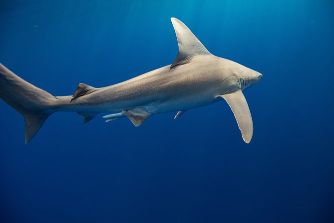 Dive with Sharks in Hawaii: Shark Tour from Haleiwa - How to make the most of your shark swim day
