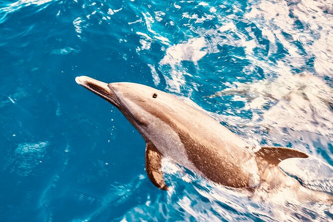 Dolphin Watching and Snorkeling on the West Coast of Oahu - Key Highlights You’ll Care About